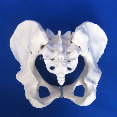 Modello avanzato di ossa dell'anca in PVC per l'insegnamento del modello pelvico femminile nelle cliniche