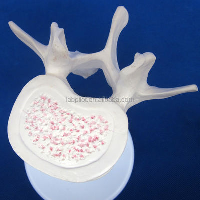Modelli di vertebre vivaci per la scienza medica Atlas Asse cervicale toracico e lombare
