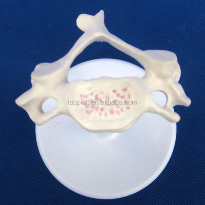 Modelli di vertebre vivaci per la scienza medica Atlas Asse cervicale toracico e lombare