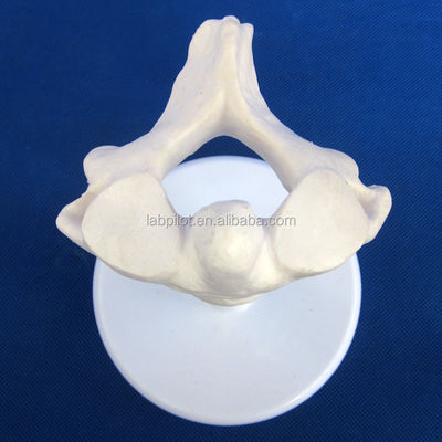 Modelli di vertebre vivaci per la scienza medica Atlas Asse cervicale toracico e lombare