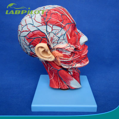 Strutture anatomiche dettagliate nel modello di mezza testa per il modello anatomico della testa e del collo umani