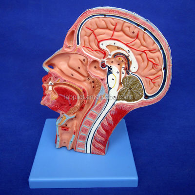 Strutture anatomiche dettagliate nel modello di mezza testa per il modello anatomico della testa e del collo umani