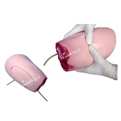 Modello avanzato in PVC La soluzione ideale per infermieri che operano traumi agli arti inferiori e amputazioni alle cosce