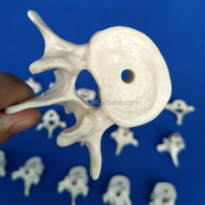 Modelli di vertebre viva per la scienza medica Cervicale toracico lombare sacro e coccice