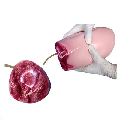 Modello avanzato in PVC La soluzione ideale per infermieri che operano traumi agli arti inferiori e amputazioni alle cosce