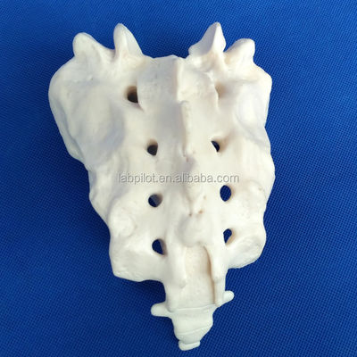 Modelli di vertebre viva per la scienza medica Cervicale toracico lombare sacro e coccice