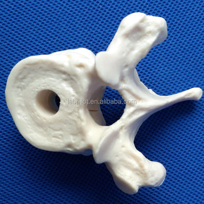 Modelli di vertebre viva per la scienza medica Cervicale toracico lombare sacro e coccice