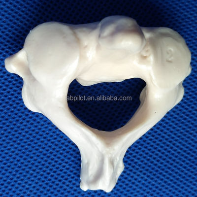 Modelli di vertebre viva per la scienza medica Cervicale toracico lombare sacro e coccice