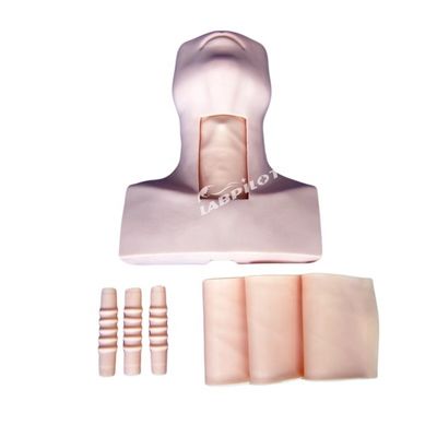 Manikin Anatomy Teaching Tracheostomy Modello di dimostrazione per la materia di scienze mediche