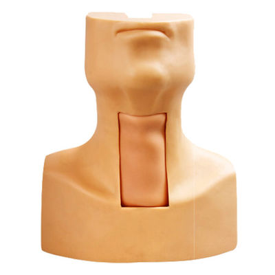 Manikin Anatomy Teaching Tracheostomy Modello di dimostrazione per la materia di scienze mediche