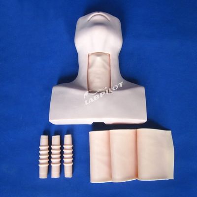 Manikin Anatomy Teaching Tracheostomy Modello di dimostrazione per la materia di scienze mediche