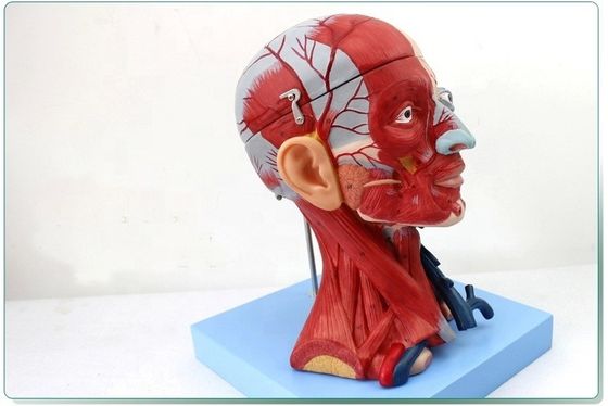 Dimostrazione anatomica Testa umana con muscoli e cervello Modello anatomico del busto