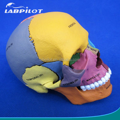 Assemblaggio avanzato del modello di cranio in PVC per dimostrazione anatomica