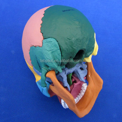 Assemblaggio avanzato del modello di cranio in PVC per dimostrazione anatomica