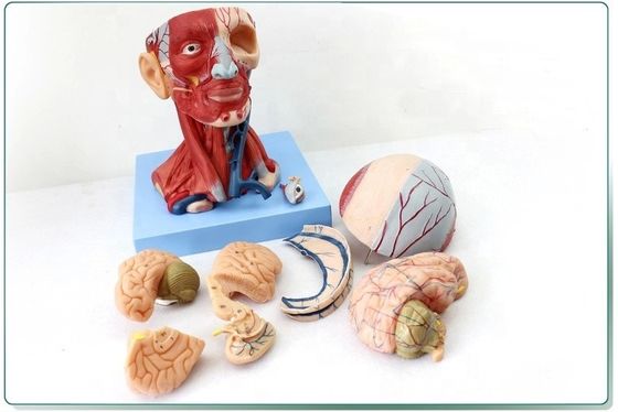 Dimostrazione anatomica Testa umana con muscoli e cervello Modello anatomico del busto