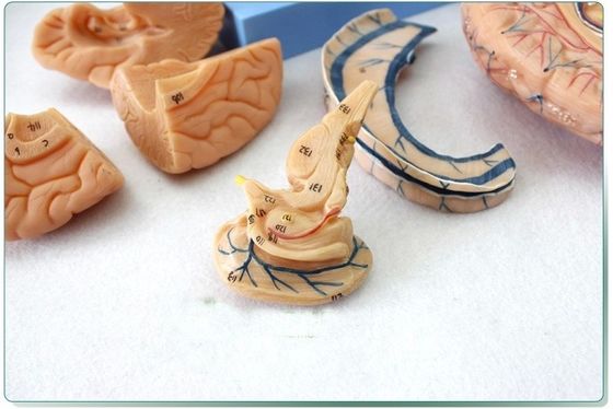 Dimostrazione anatomica Testa umana con muscoli e cervello Modello anatomico del busto