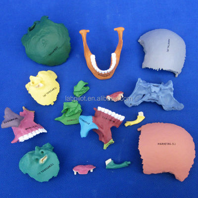 Assemblaggio avanzato del modello di cranio in PVC per dimostrazione anatomica