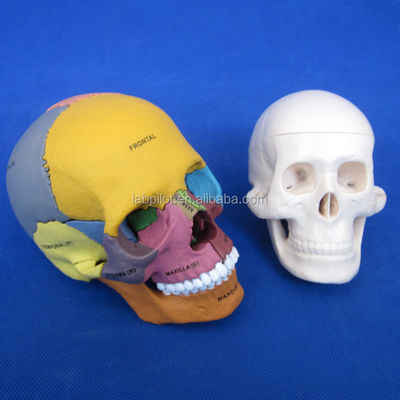 Assemblaggio avanzato del modello di cranio in PVC per dimostrazione anatomica