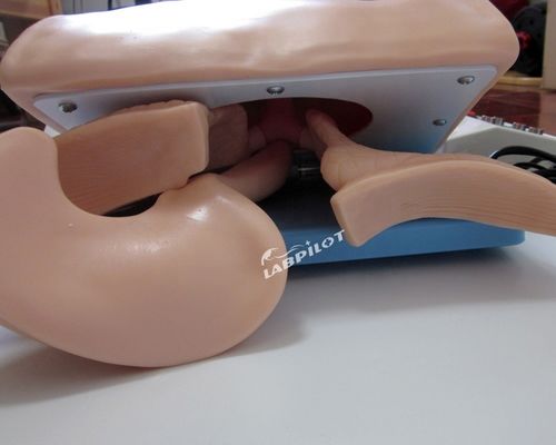 Formazione per l'intubazione endotracheale Manikin Modello di dimensioni umane per airbag di rianimazione