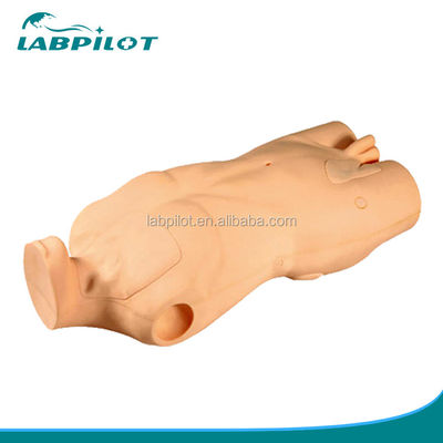 Modello avanzato del corpo in PVC per lo sviluppo delle abilità di iniezione e punzione venosa centrale