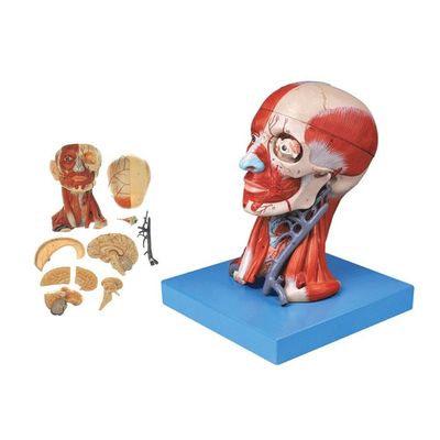 Dimostrazione di anatomia didattica Modello di testa umana con muscoli Nervi Cerebro Dimensione vita