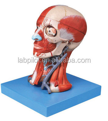 Dimostrazione di anatomia didattica Modello di testa umana con muscoli Nervi Cerebro Dimensione vita