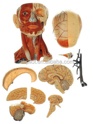 Dimostrazione di anatomia didattica Modello di testa umana con muscoli Nervi Cerebro Dimensione vita