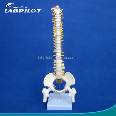 Piccolo modello di spina dorsale con colonna vertebrale Pelvis e Femur Teste 45cm Scheletro umano