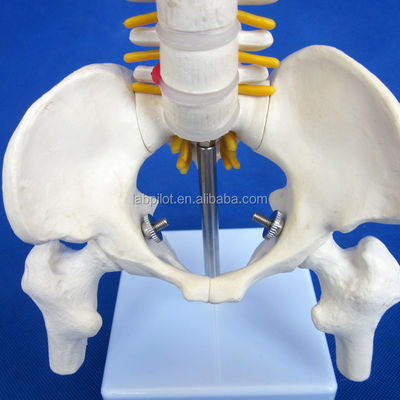 Piccolo modello di spina dorsale con colonna vertebrale Pelvis e Femur Teste 45cm Scheletro umano