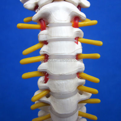Piccolo modello di spina dorsale con colonna vertebrale Pelvis e Femur Teste 45cm Scheletro umano