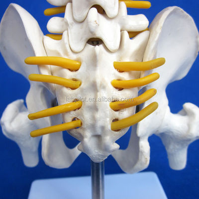 Piccolo modello di spina dorsale con colonna vertebrale Pelvis e Femur Teste 45cm Scheletro umano