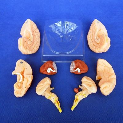Modello del cervello umano 8 parti Modello anatomico per scuole e istituti educativi