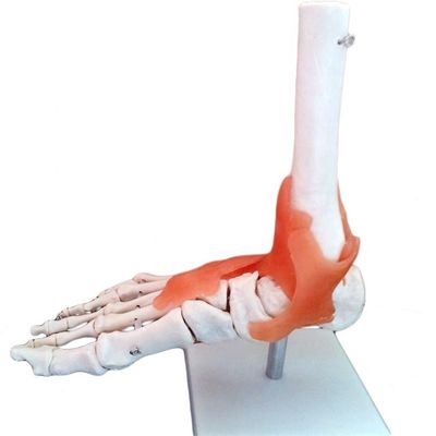 Struttura anatomica a grandezza naturale del piede umano Modello osseo dell'articolazione medica del piede per la dimostrazione