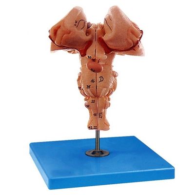 Il modello amplificato del tronco cerebrale è indispensabile per la dimostrazione anatomica medica delle scuole