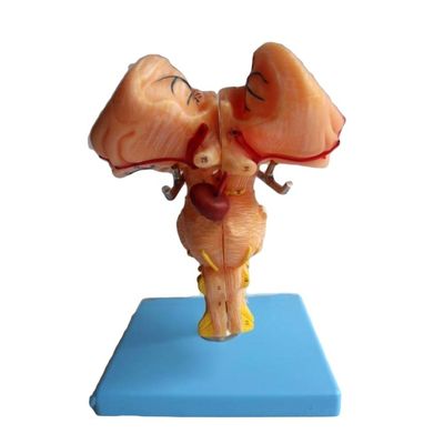 Il modello amplificato del tronco cerebrale è indispensabile per la dimostrazione anatomica medica delle scuole