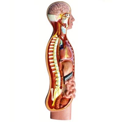 Modello di anatomia del midollo spinale del nervo parasimpatico autonomo umano