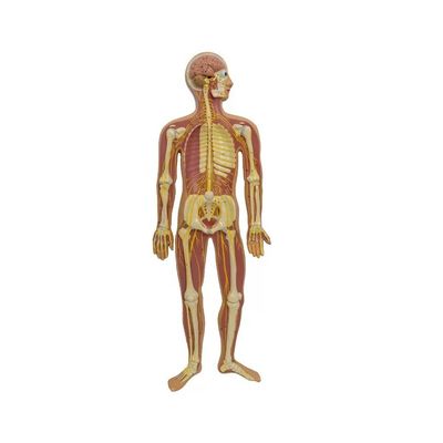 Modello di anatomia del midollo spinale del nervo parasimpatico autonomo umano