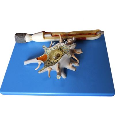 Modello anatomico avanzato in PVC del corpo delle cellule neuronali ingrandite e della struttura delle fibre nervose