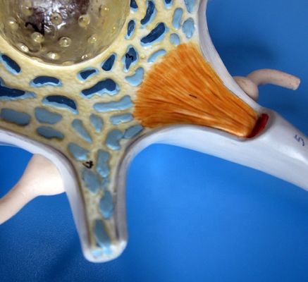 Modello anatomico avanzato in PVC del corpo delle cellule neuronali ingrandite e della struttura delle fibre nervose