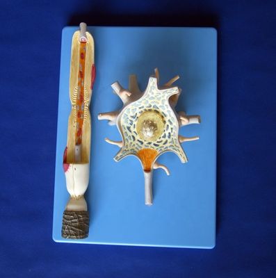 Modello anatomico avanzato in PVC del corpo delle cellule neuronali ingrandite e della struttura delle fibre nervose