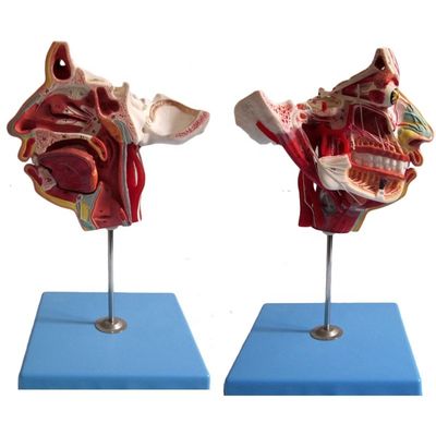Scienze mediche Anatomia dettagliata di 100 nervi e vasi nel modello del cranio facciale