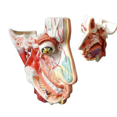 Scienze mediche Anatomia dettagliata di 100 nervi e vasi nel modello del cranio facciale