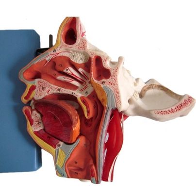 Scienze mediche Anatomia dettagliata di 100 nervi e vasi nel modello del cranio facciale