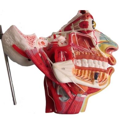 Modello di anatomia della testa e del viso per la dimostrazione della cura dei pazienti