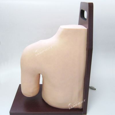 Formazione medica avanzata in PVC Modello didattico di simulazione di iniezione intracavitale della spalla