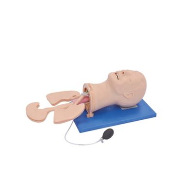 Modello avanzato di gestione delle vie aeree in PVC per l'intubazione e la formazione di aspirazione nell'assistenza sanitaria