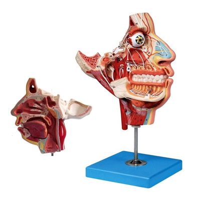 Modello di anatomia della testa e del viso per la dimostrazione della cura dei pazienti