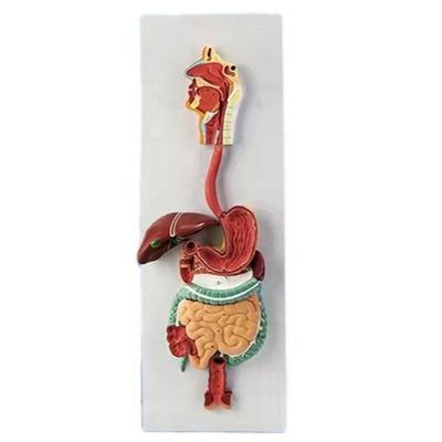 Modello anatomico avanzato del sistema digestivo umano in PVC 3D per dimostrazioni mediche