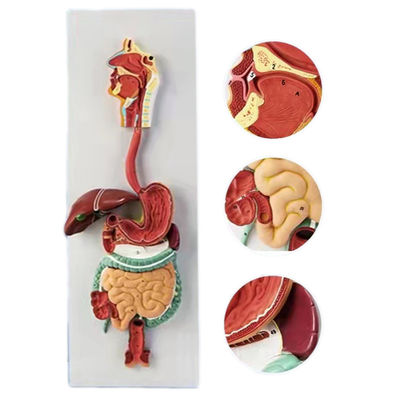 Modello anatomico avanzato del sistema digestivo umano in PVC 3D per dimostrazioni mediche