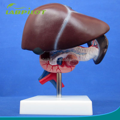 Funzione del fegato umano Demostrazione anatomica medica del pancreas e del modello del duodeno